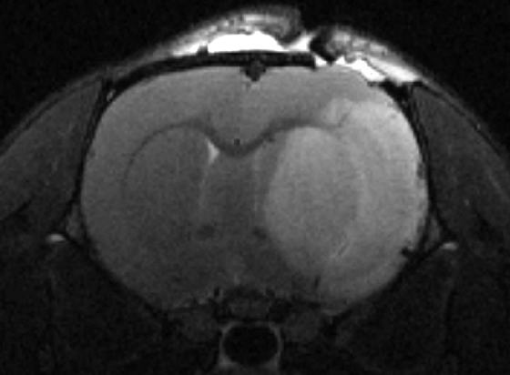 MRI mozg szczur2
